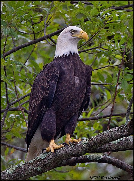 _1SB0756 bald eagle.jpg